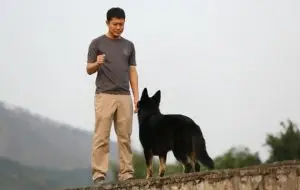 Dog Training is best with positive reinforcement.