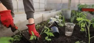 Gardening recreational therapy