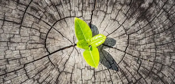 The Theory of Positive Disintegration personal growth 