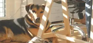 pet-friendly workplace