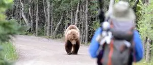 broaden and build bear