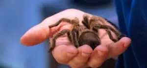 conditions with which exposure therapy helps