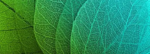 observing leaf mindfulness